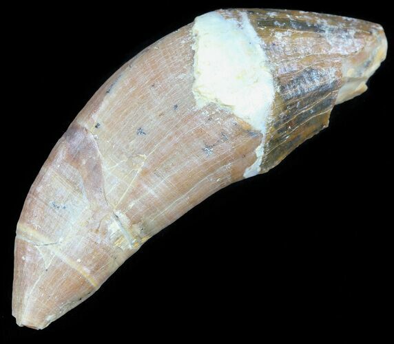 Archaeocete (Primitive Whale) Tooth - Basilosaur #36139